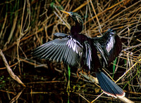 Anhinga anhinga ANHINGA 250922z