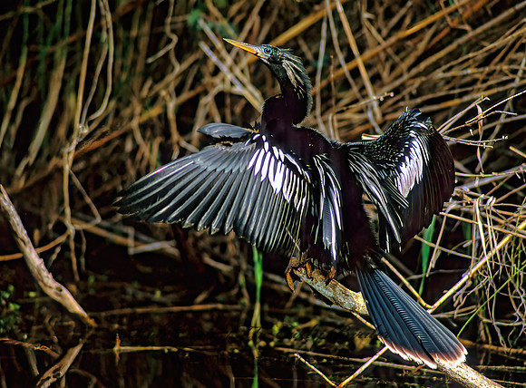 Anhinga anhinga  ANHINGA 250922z