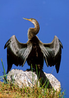 Anhinga anhinga ANHINGA 252414z