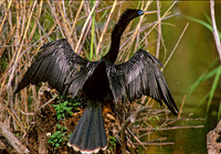 Anhinga anhinga ANHINGA 250919z