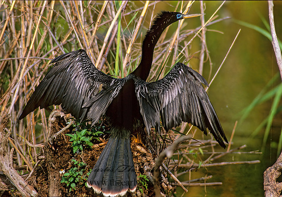 Anhinga anhinga  ANHINGA 250919z