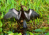 Anhinga anhinga ANHINGA 249321z