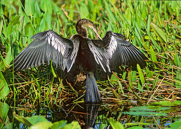 Anhinga anhinga  ANHINGA 249321z