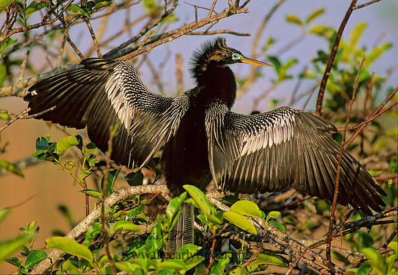 Anhinga anhinga  ANHINGA 258118z