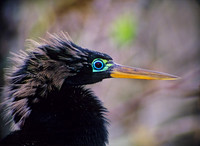 Anhinga anhinga ANHINGA 17134z