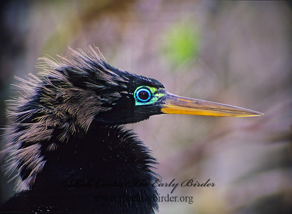 Anhinga anhinga  ANHINGA 17134z