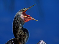 Anhinga anhinga ANHINGA 259401z