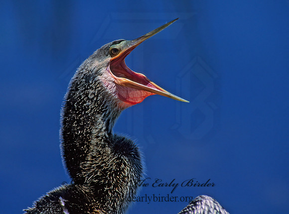 Anhinga anhinga  ANHINGA 259401z