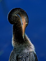 Anhinga anhinga ANHINGA 259405z
