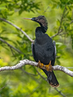 Anhinga anhinga ANHINGA 3029166z