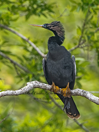 Anhinga anhinga  ANHINGA 3029166z