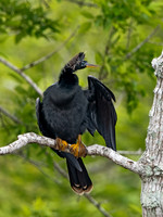 Anhinga anhinga ANHINGA 3029160z