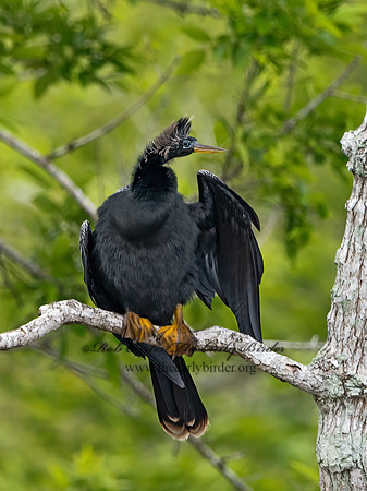 Anhinga anhinga  ANHINGA 3029160z