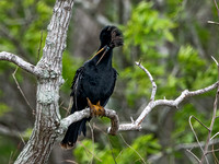 Anhinga anhinga ANHINGA 3029140z