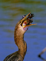Anhinga anhinga ANHINGA 258721z