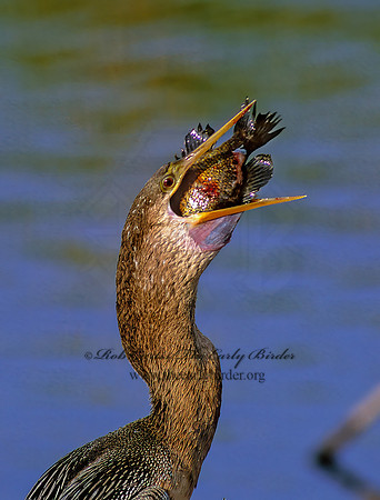 Anhinga anhinga  ANHINGA 258721z