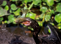 Anhinga anhinga ANHINGA 273110z