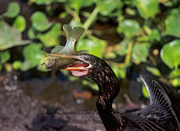 Anhinga anhinga  ANHINGA 273110z