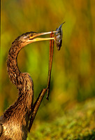 Anhinga anhinga ANHINGA 259111z