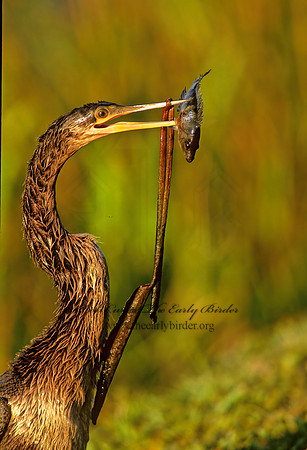 Anhinga anhinga  ANHINGA 259111z