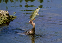 Anhinga anhinga ANHINGA 270422z