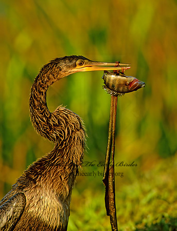 Anhinga anhinga  ANHINGA 259117z