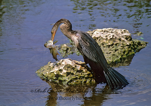 Anhinga anhinga  ANHINGA 270425z