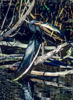 Anhinga anhinga  ANHINGA 13005z