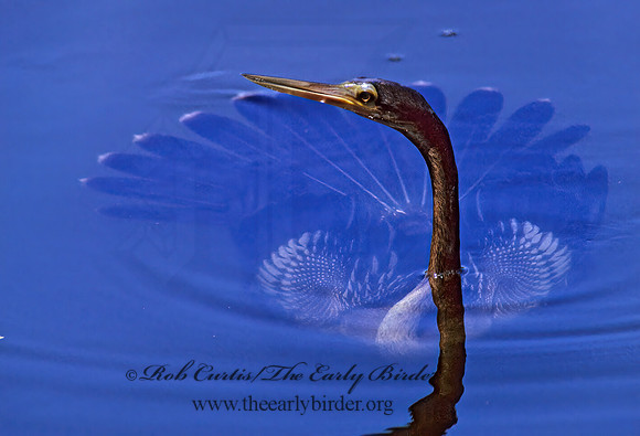 Anhinga anhinga  ANHINGA 259334z