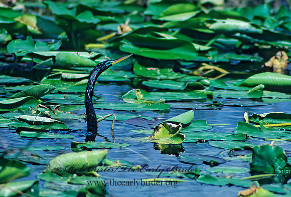 Anhinga anhinga  ANHINGA 13607z