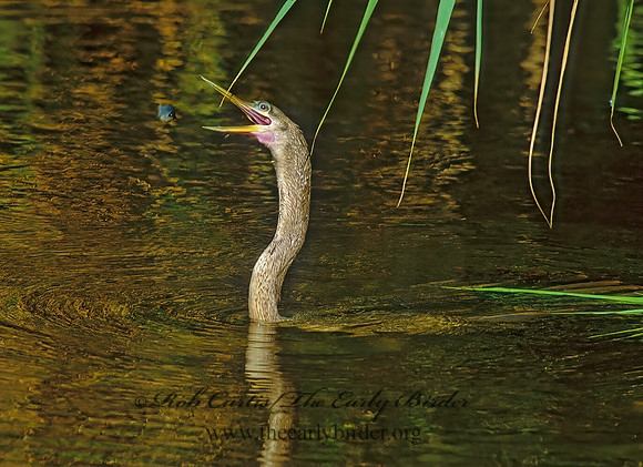 Anhinga anhinga  ANHINGA 259617z