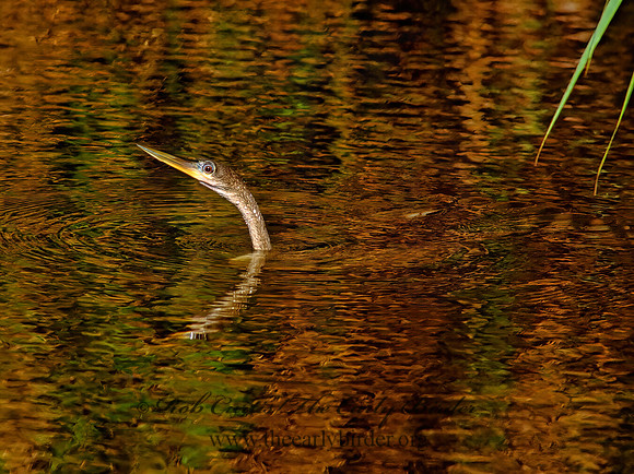 Anhinga anhinga  ANHINGA 259622z