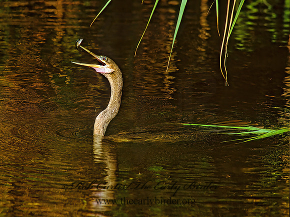Anhinga anhinga  ANHINGA 259616z