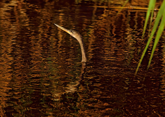 Anhinga anhinga  ANHINGA 259704z