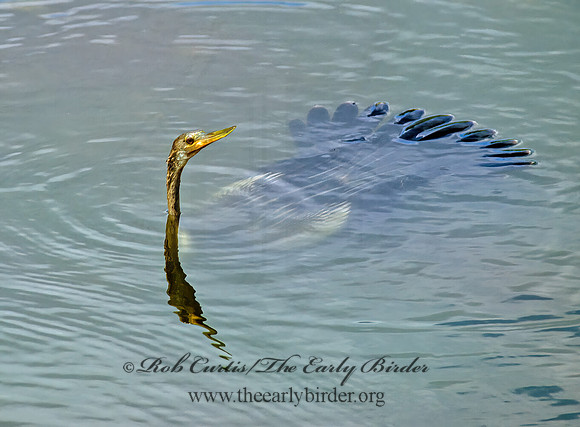 Anhinga anhinga  ANHINGA 270420z