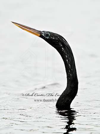 Anhinga anhinga  ANHINGA 3029183z