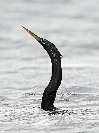 Anhinga anhinga  ANHINGA 3029192z