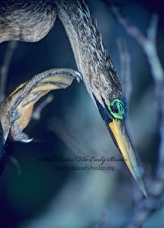 Anhinga anhinga  ANHINGA 13620z