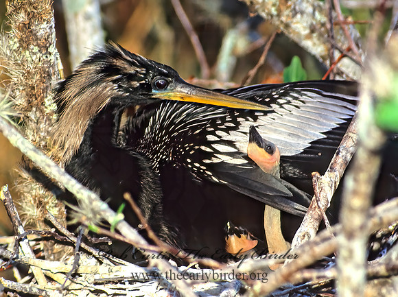 Anhinga anhinga  ANHINGA 15912z