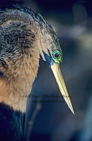 Anhinga anhinga  ANHINGA 13621z
