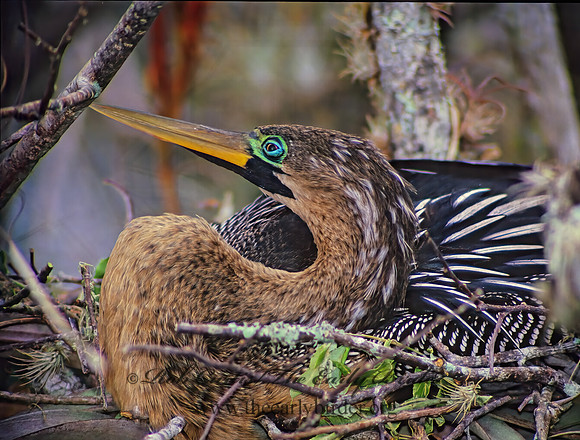 Anhinga anhinga  ANHINGA 13735z