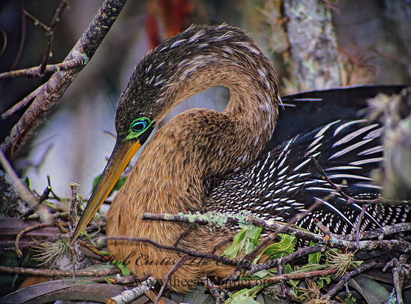 Anhinga anhinga  ANHINGA 13733z
