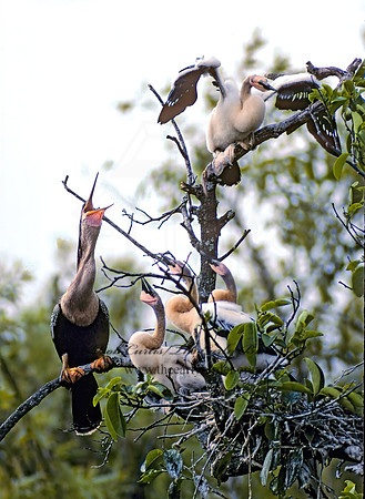 Anhinga anhinga  ANHINGA 17233z