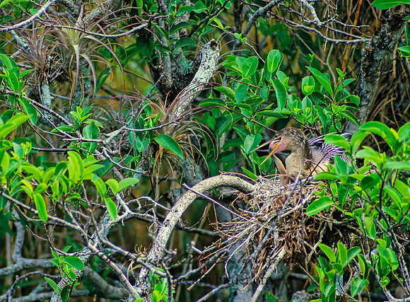 Anhinga anhinga  ANHINGA 17733z