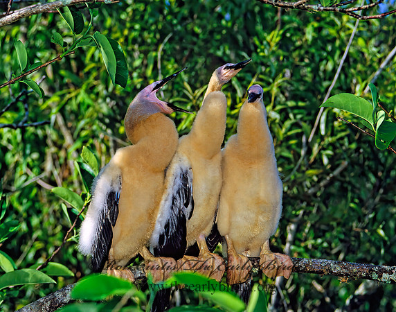 Anhinga anhinga  ANHINGA 18435z