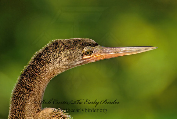 Anhinga anhinga  ANHINGA 270508z