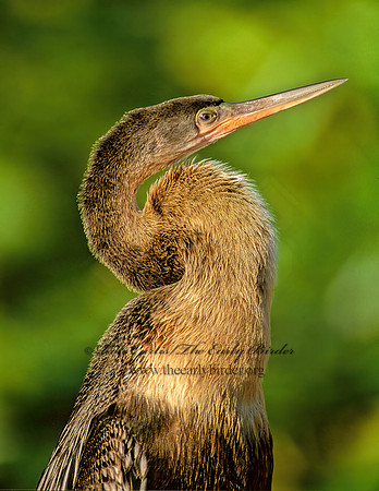 Anhinga anhinga  ANHINGA 270510z