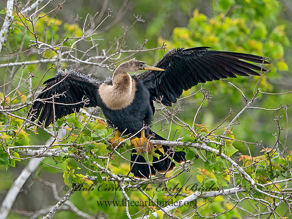 Anhinga anhinga  ANHINGA 3029123z