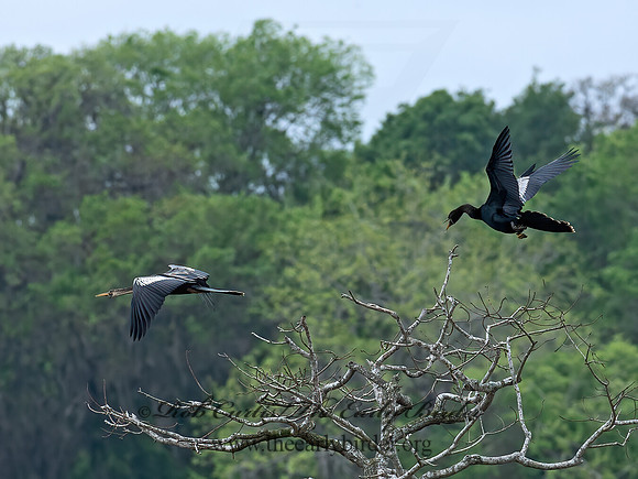 Anhinga anhinga  ANHINGA 6038299z