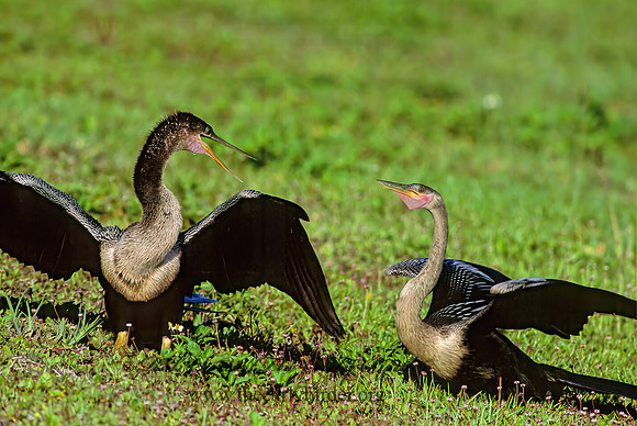 Anhinga anhinga  ANHINGA 249327z